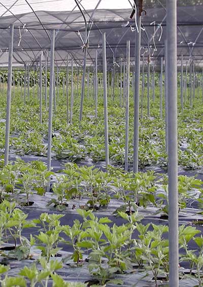 Produzione crisantemi