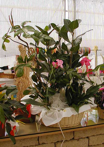 Allestimenti floreali